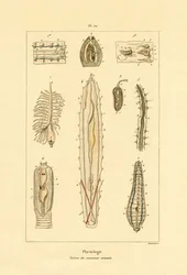 腸、1833-39